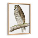 Búho De Orejas Cortas De Morris - Morris | Cuadro decorativo de Canvas Lab