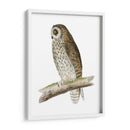 Búho De Orejas Cortas De Morris - Morris | Cuadro decorativo de Canvas Lab