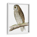 Búho De Orejas Cortas De Morris - Morris | Cuadro decorativo de Canvas Lab