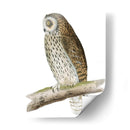 Búho De Orejas Cortas De Morris - Morris | Cuadro decorativo de Canvas Lab