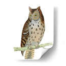 Morris Moteado Búho - Morris | Cuadro decorativo de Canvas Lab