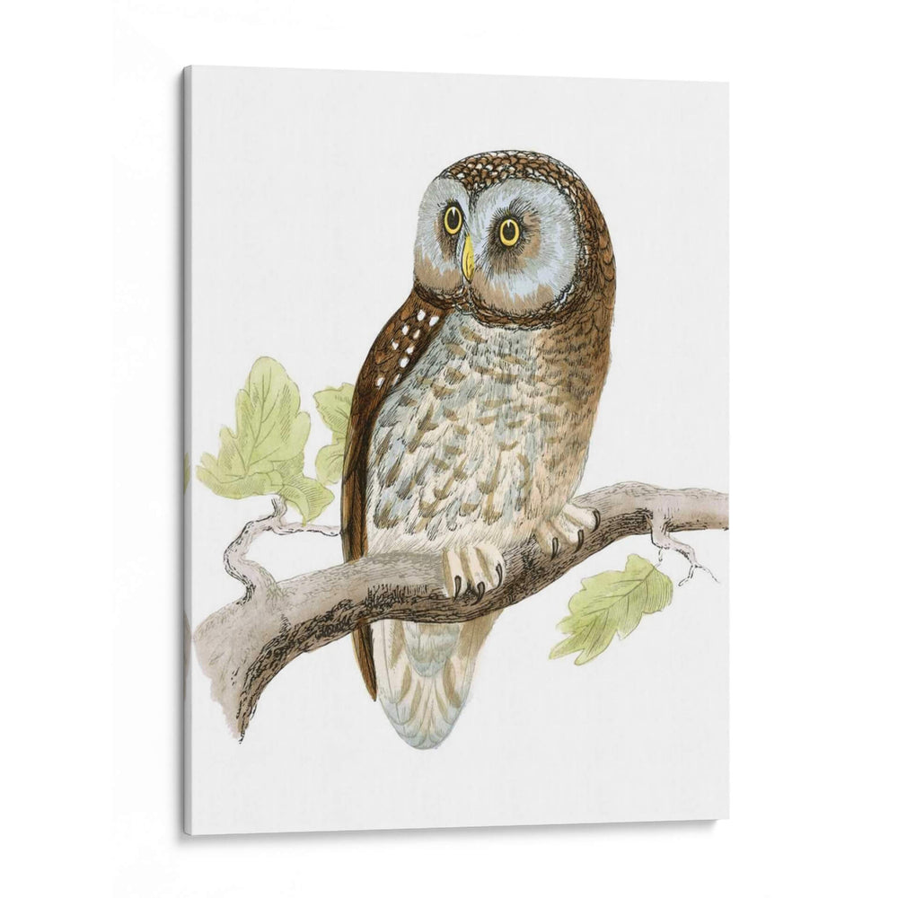 Morris Tengmalms Owl - Morris | Cuadro decorativo de Canvas Lab