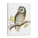 Morris Tengmalms Owl - Morris | Cuadro decorativo de Canvas Lab
