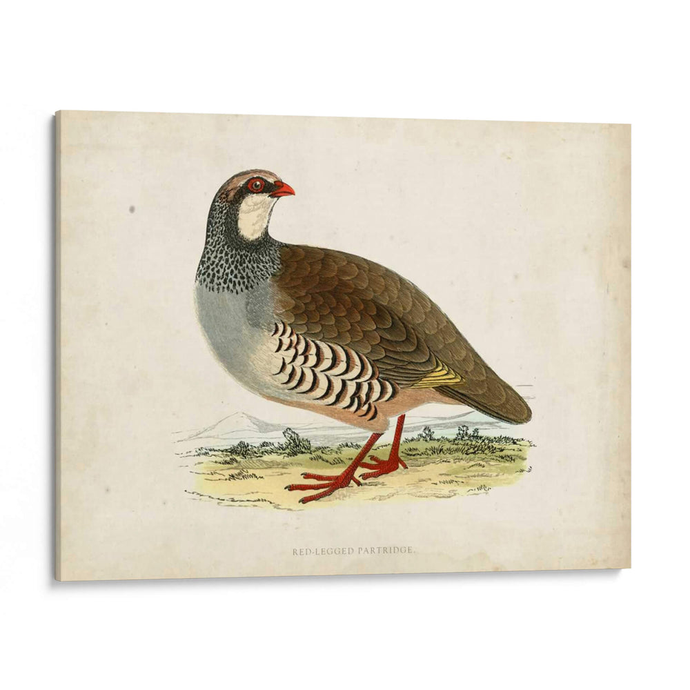 Morris Pheasants Ii - Morris | Cuadro decorativo de Canvas Lab