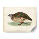 Morris Pheasants Iii - Morris | Cuadro decorativo de Canvas Lab