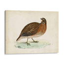Morris Pheasants Iv - Morris | Cuadro decorativo de Canvas Lab