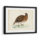 Morris Pheasants Iv - Morris | Cuadro decorativo de Canvas Lab