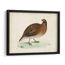 Morris Pheasants Iv - Morris | Cuadro decorativo de Canvas Lab