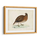 Morris Pheasants Iv - Morris | Cuadro decorativo de Canvas Lab