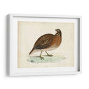 Morris Pheasants Iv - Morris | Cuadro decorativo de Canvas Lab