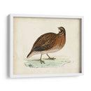 Morris Pheasants Iv - Morris | Cuadro decorativo de Canvas Lab