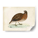 Morris Pheasants Iv - Morris | Cuadro decorativo de Canvas Lab