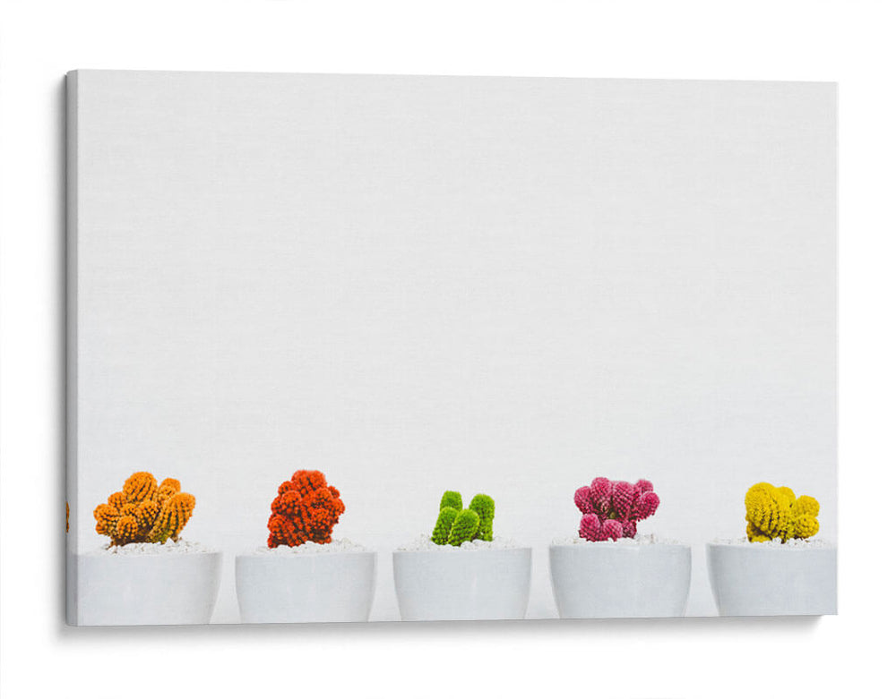 Cactus de colores | Cuadro decorativo de Canvas Lab