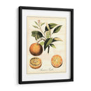 Frutas Toscanas Iii - Vision Studio | Cuadro decorativo de Canvas Lab