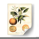 Frutas Toscanas Iii - Vision Studio | Cuadro decorativo de Canvas Lab