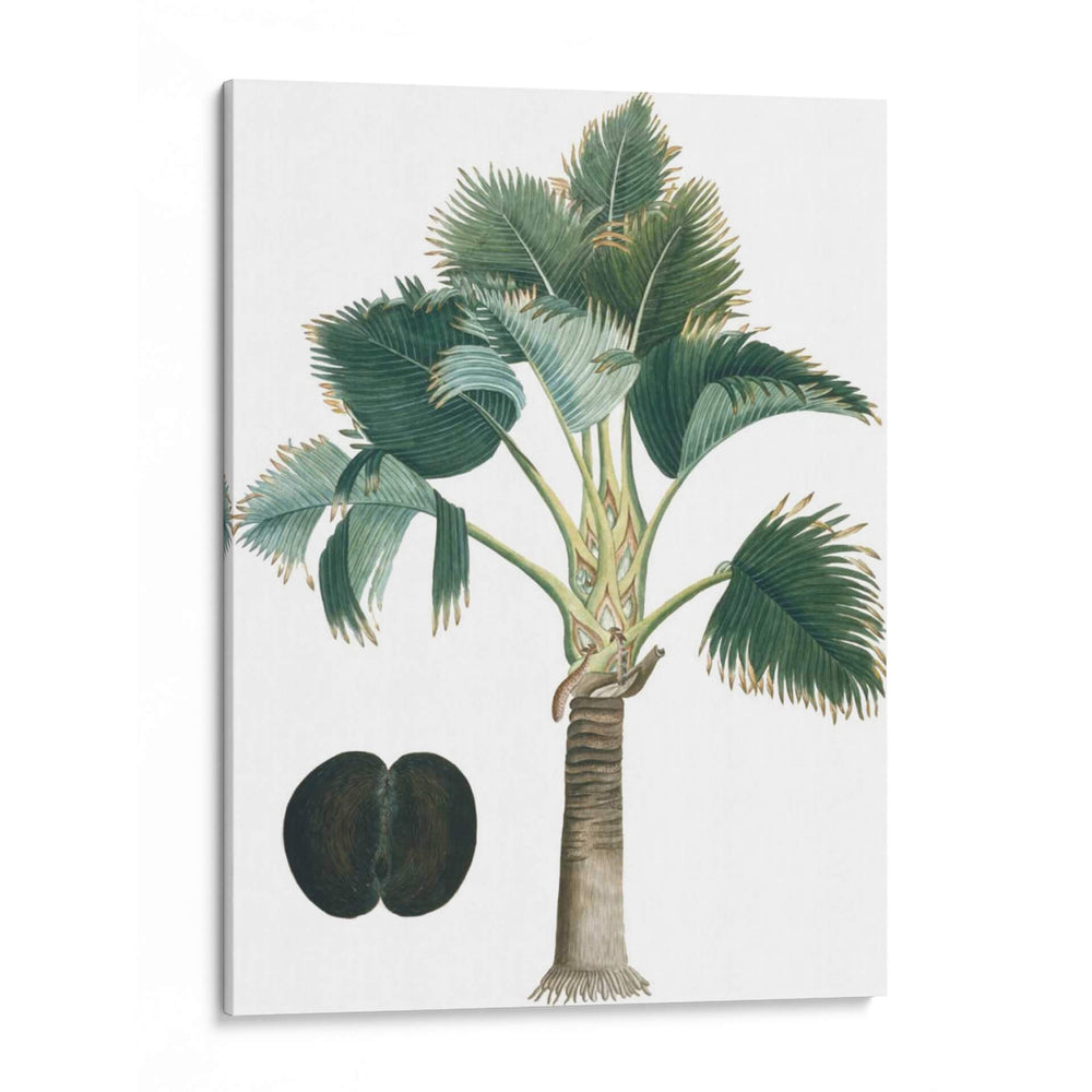Palms Exóticos Iii - Vision Studio | Cuadro decorativo de Canvas Lab