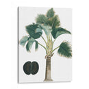 Palms Exóticos Iii - Vision Studio | Cuadro decorativo de Canvas Lab