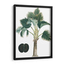 Palms Exóticos Iii - Vision Studio | Cuadro decorativo de Canvas Lab