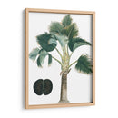 Palms Exóticos Iii - Vision Studio | Cuadro decorativo de Canvas Lab