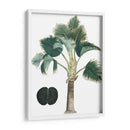 Palms Exóticos Iii - Vision Studio | Cuadro decorativo de Canvas Lab