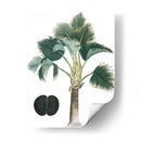 Palms Exóticos Iii - Vision Studio | Cuadro decorativo de Canvas Lab