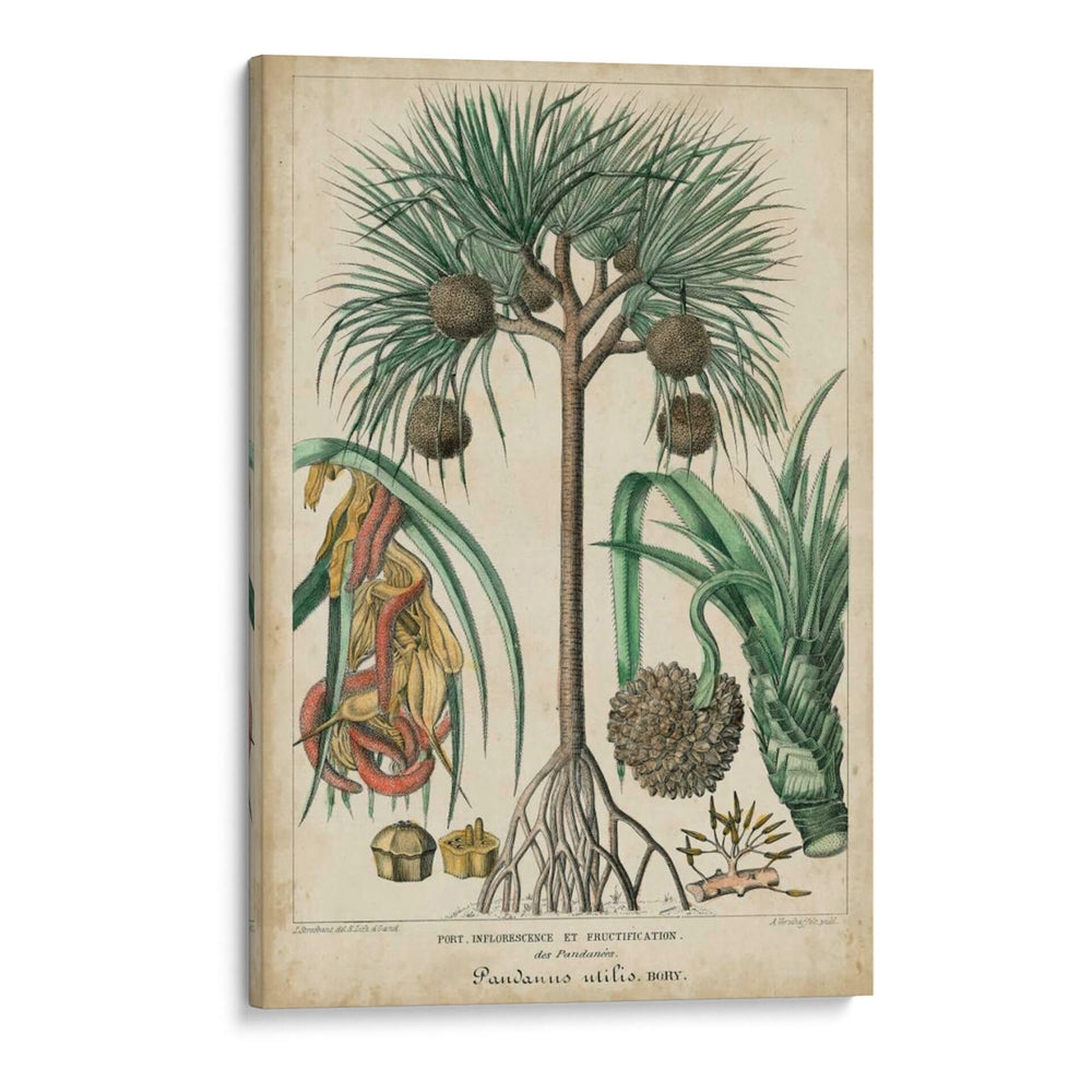 Palma Exotica I - Vision Studio | Cuadro decorativo de Canvas Lab