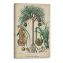 Palma Exotica I - Vision Studio | Cuadro decorativo de Canvas Lab