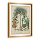 Palma Exotica I - Vision Studio | Cuadro decorativo de Canvas Lab
