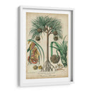 Palma Exotica I - Vision Studio | Cuadro decorativo de Canvas Lab