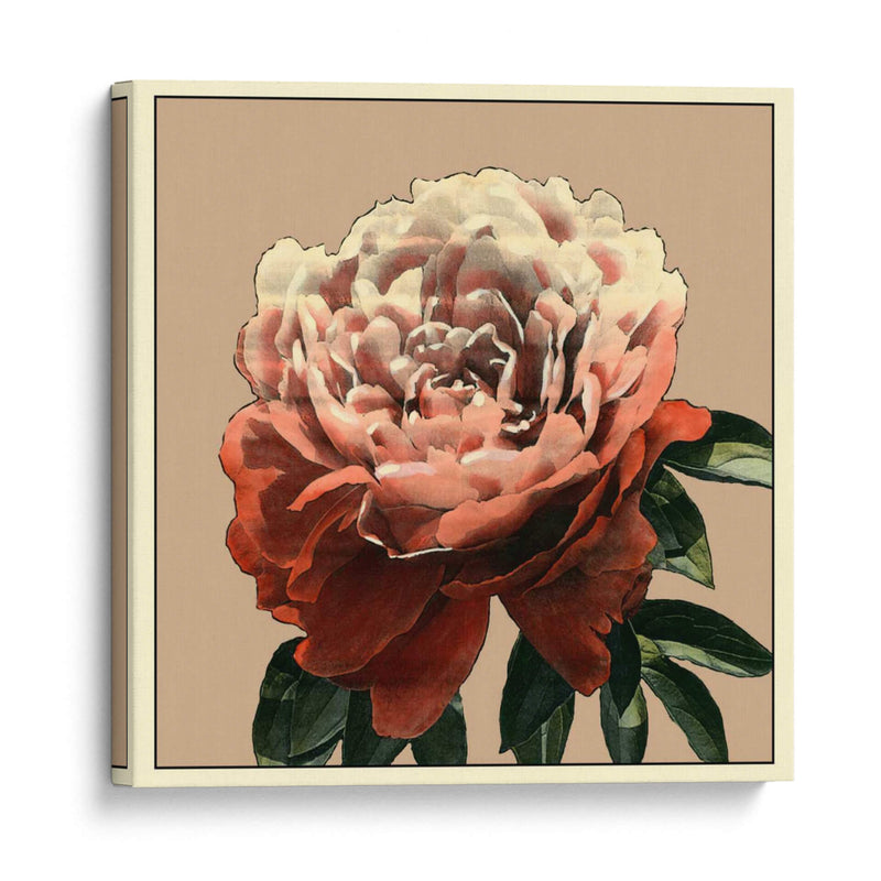 Heirloom Rose Ii - Chariklia Zarris | Cuadro decorativo de Canvas Lab