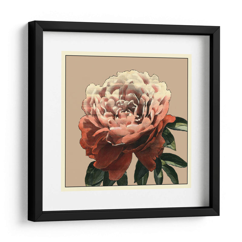 Heirloom Rose Ii - Chariklia Zarris | Cuadro decorativo de Canvas Lab