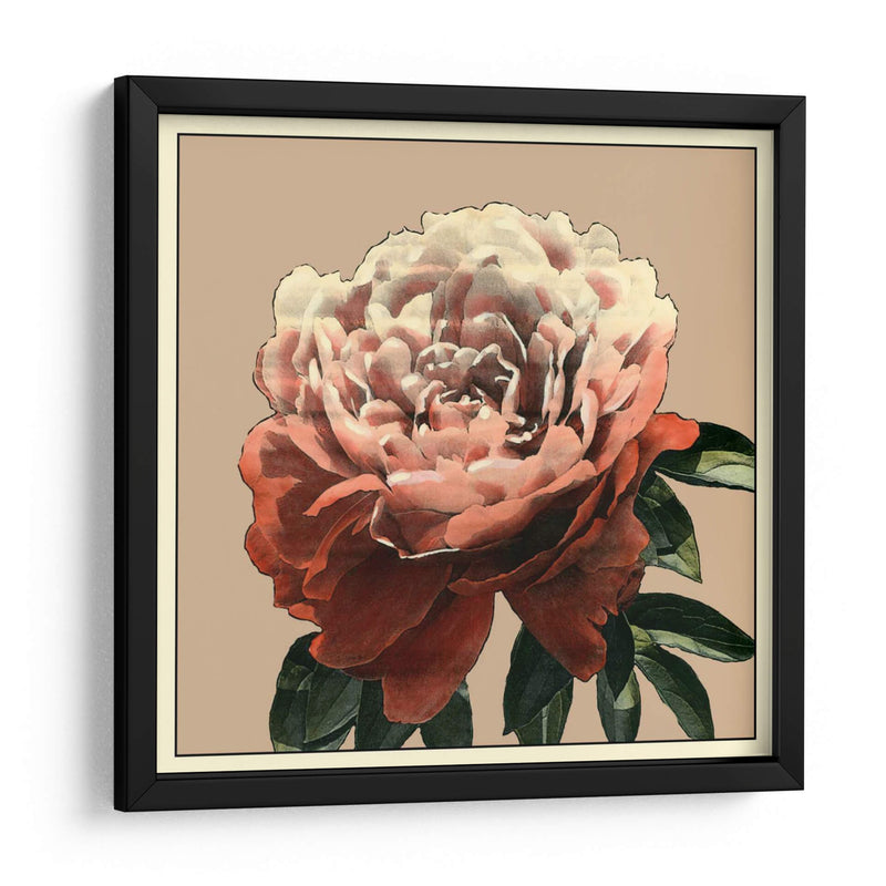 Heirloom Rose Ii - Chariklia Zarris | Cuadro decorativo de Canvas Lab