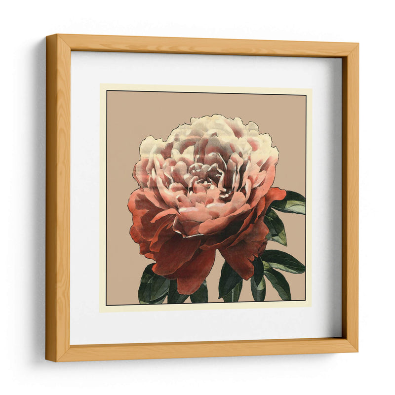 Heirloom Rose Ii - Chariklia Zarris | Cuadro decorativo de Canvas Lab