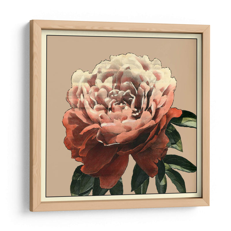 Heirloom Rose Ii - Chariklia Zarris | Cuadro decorativo de Canvas Lab