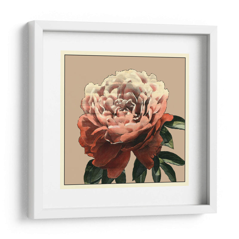 Heirloom Rose Ii - Chariklia Zarris | Cuadro decorativo de Canvas Lab