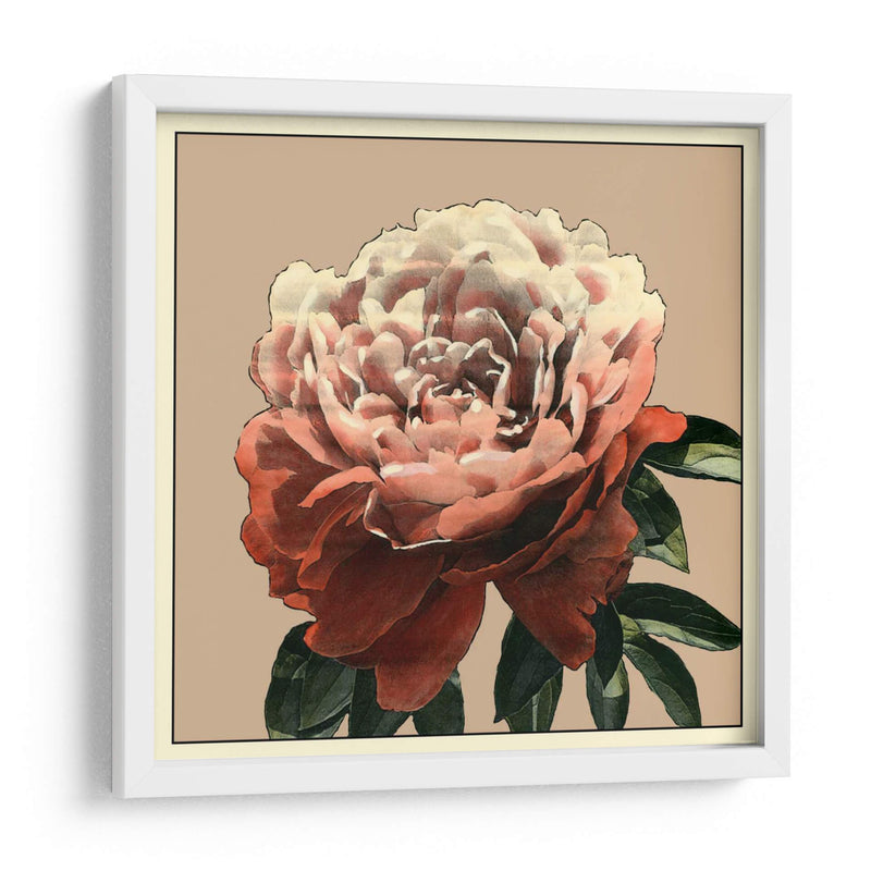 Heirloom Rose Ii - Chariklia Zarris | Cuadro decorativo de Canvas Lab