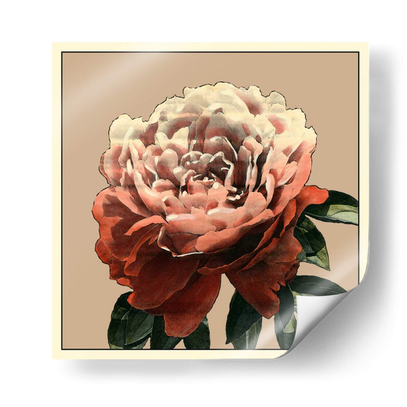 Heirloom Rose Ii - Chariklia Zarris | Cuadro decorativo de Canvas Lab