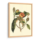 Follaje Floreciente I - Vision Studio | Cuadro decorativo de Canvas Lab