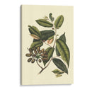 Follaje Floreciente Iii - Vision Studio | Cuadro decorativo de Canvas Lab