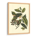 Follaje Floreciente Iii - Vision Studio | Cuadro decorativo de Canvas Lab