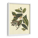 Follaje Floreciente Iii - Vision Studio | Cuadro decorativo de Canvas Lab