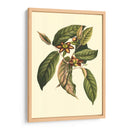 Follaje Floreciente Iv - Vision Studio | Cuadro decorativo de Canvas Lab