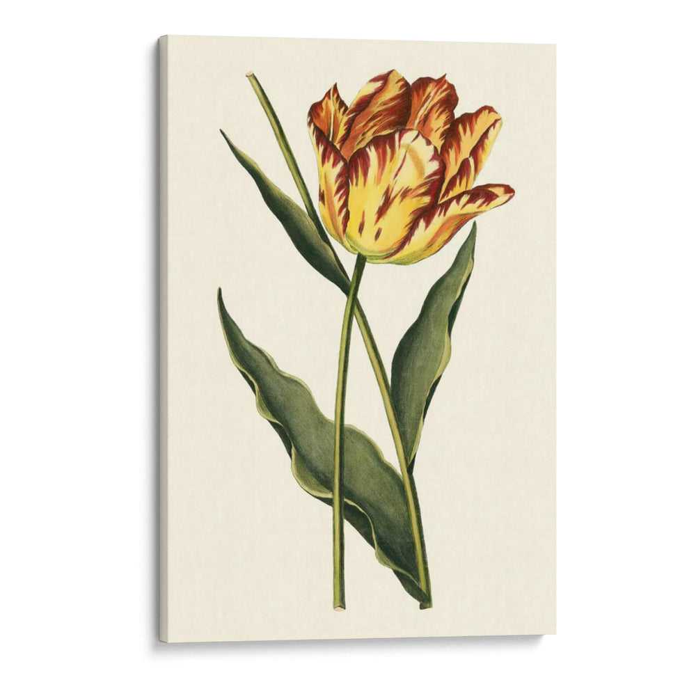 Tulipanes Vintage I - Vision Studio | Cuadro decorativo de Canvas Lab