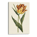 Tulipanes Vintage I - Vision Studio | Cuadro decorativo de Canvas Lab