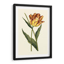 Tulipanes Vintage I - Vision Studio | Cuadro decorativo de Canvas Lab