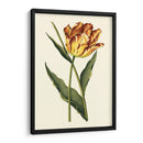 Tulipanes Vintage I - Vision Studio | Cuadro decorativo de Canvas Lab