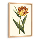 Tulipanes Vintage I - Vision Studio | Cuadro decorativo de Canvas Lab