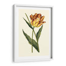 Tulipanes Vintage I - Vision Studio | Cuadro decorativo de Canvas Lab