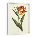 Tulipanes Vintage I - Vision Studio | Cuadro decorativo de Canvas Lab