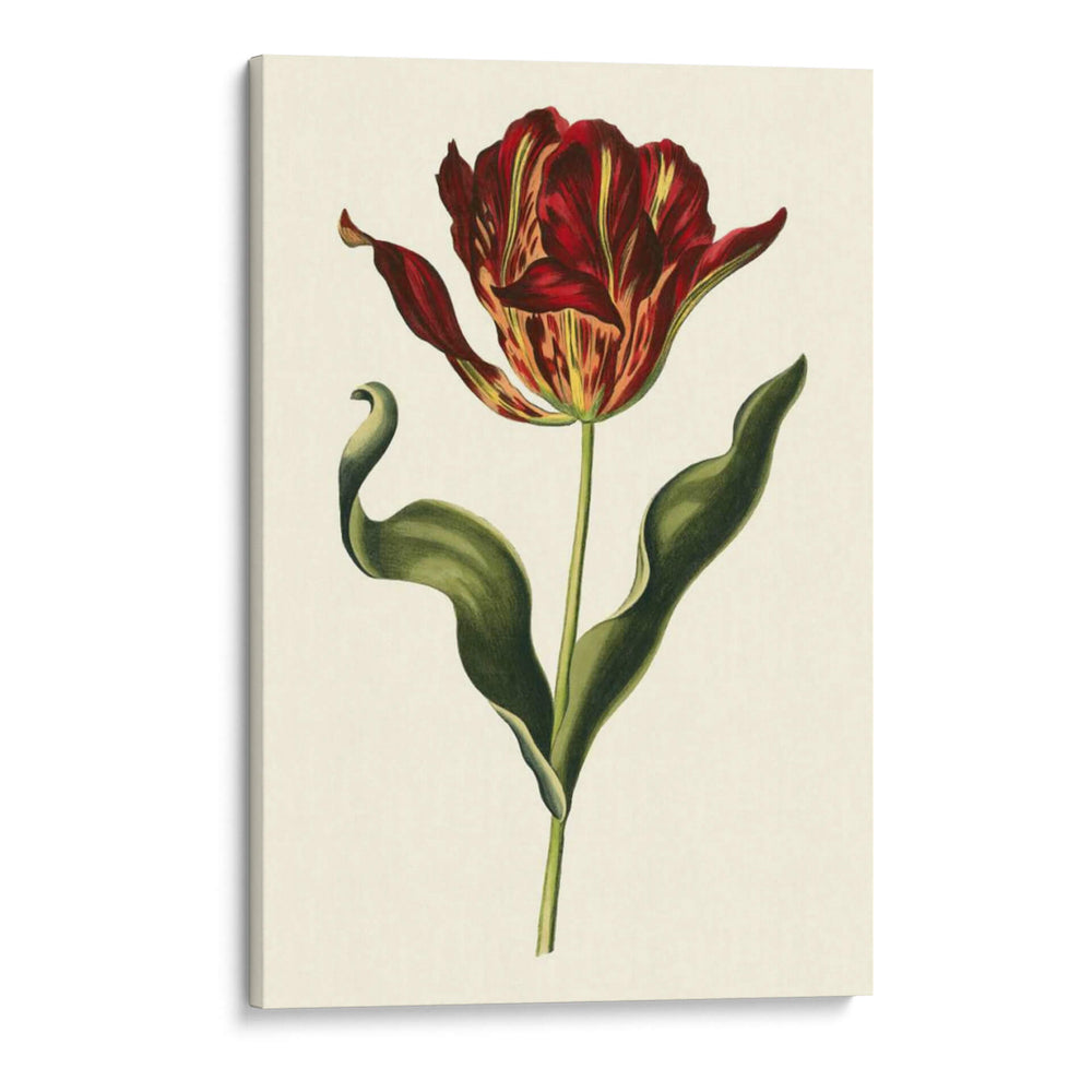 Tulipanes Vintage Ii - Vision Studio | Cuadro decorativo de Canvas Lab
